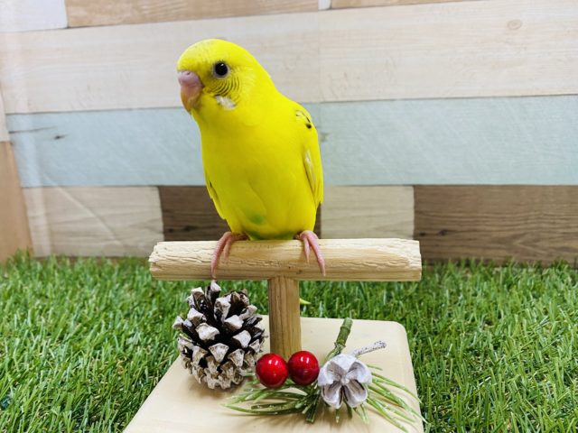 セキセイインコ