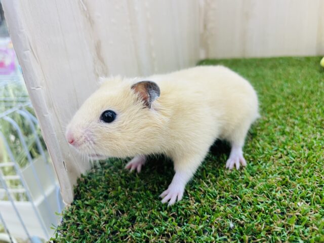 ゴールデンハムスター