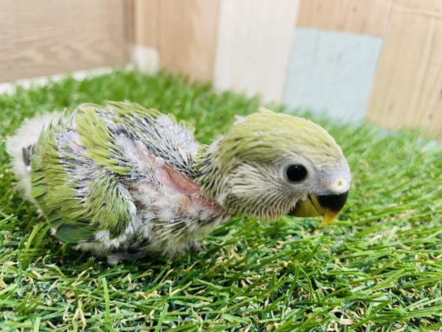 コザクラインコ（小桜インコ）