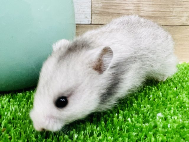 ゴールデンハムスター