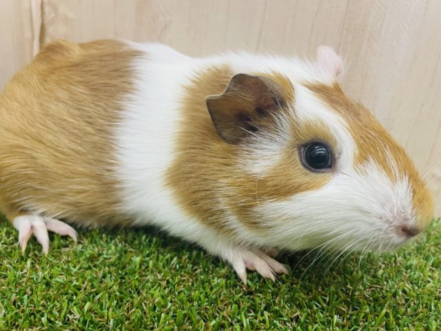 イングリッシュモルモット