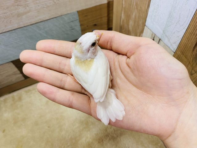 十姉妹（ジュウシマツ）