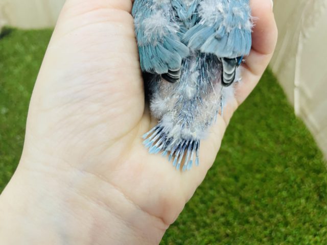 ブルーボタンインコ