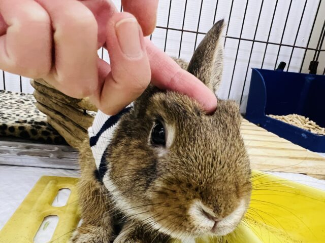 ネザーランドドワーフ