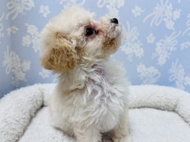 トイプードル