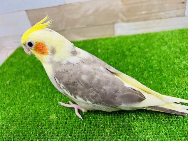 オカメインコ