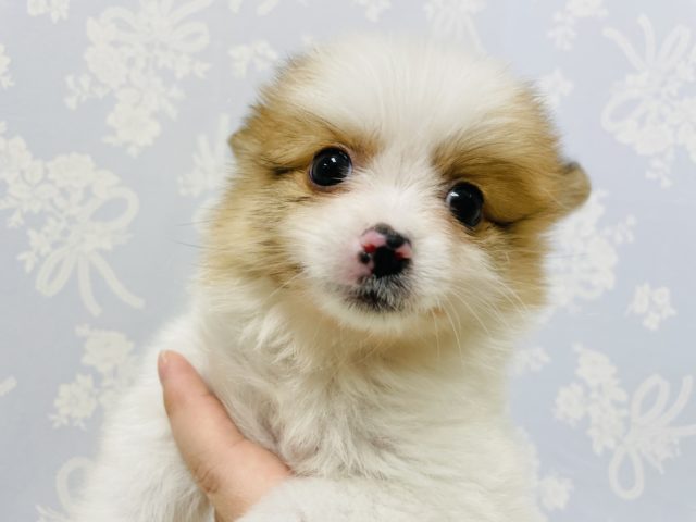 ポメラニアン