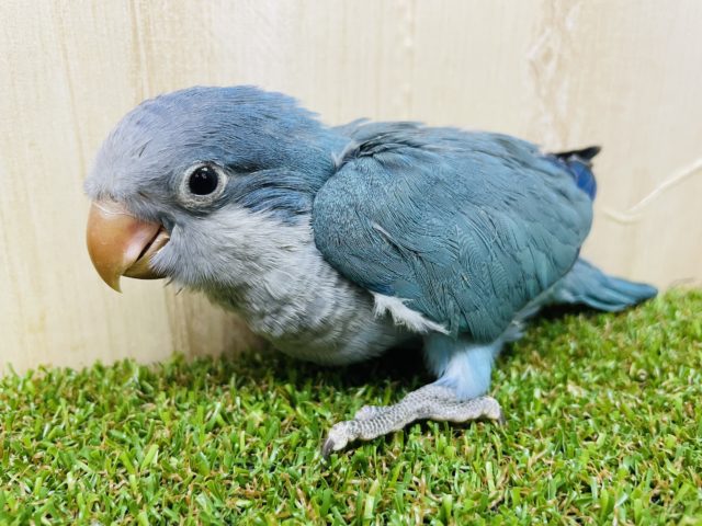 オキナインコ