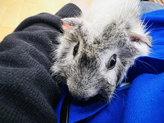 アビシニアンモルモット