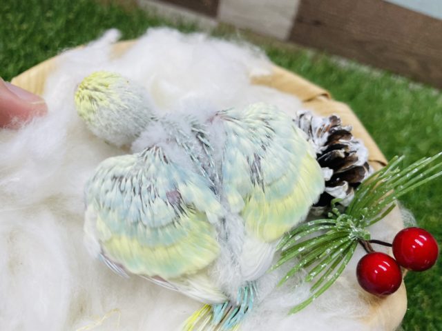 セキセイインコ