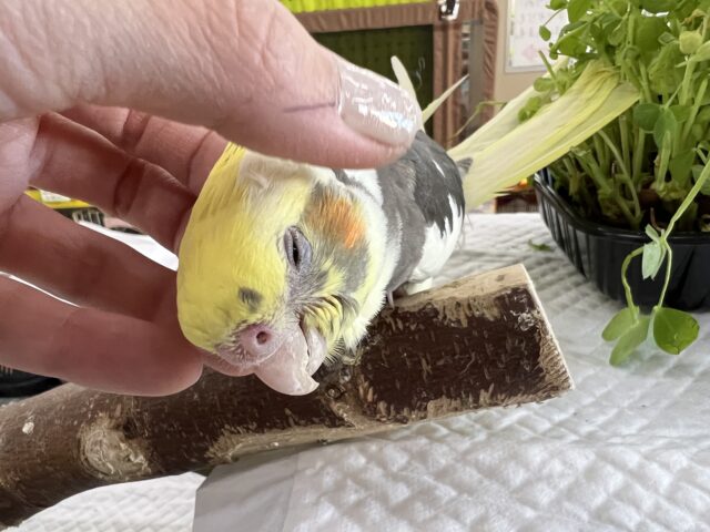 オカメインコ