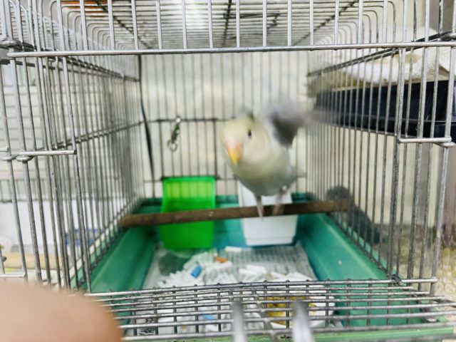 コザクラインコ（小桜インコ）