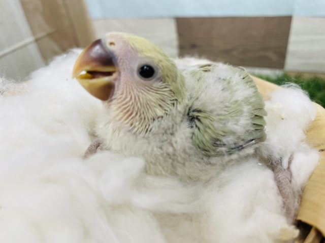 コザクラインコ（小桜インコ）