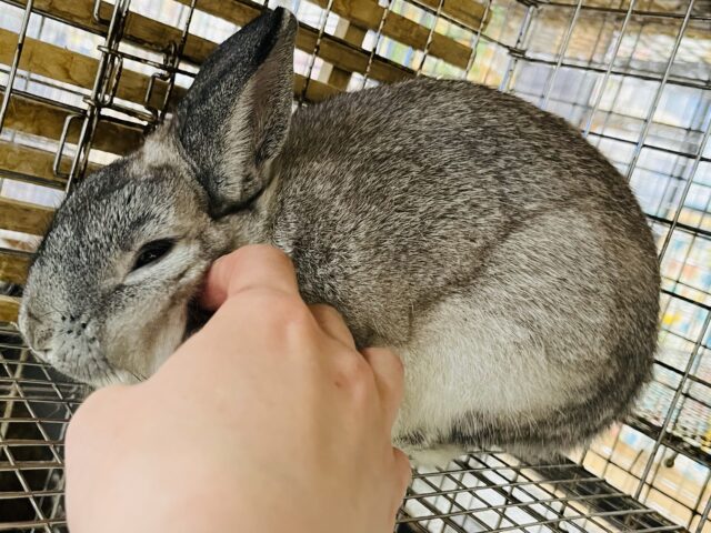 ネザーランドドワーフ