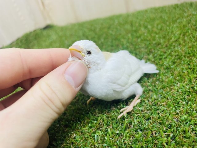 十姉妹（ジュウシマツ）