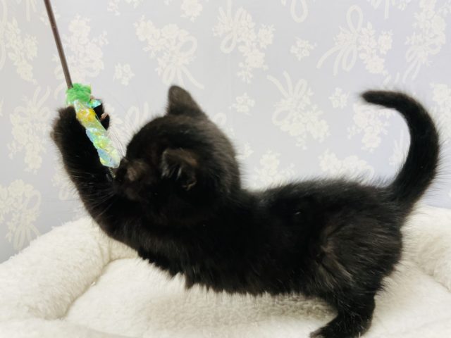 スコティッシュフォールド