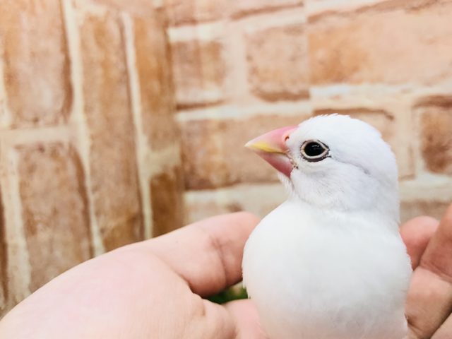 人気の白です 白文鳥 R4 12/1撮影 白文鳥