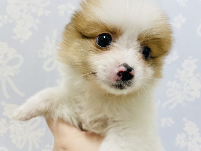 ポメラニアン