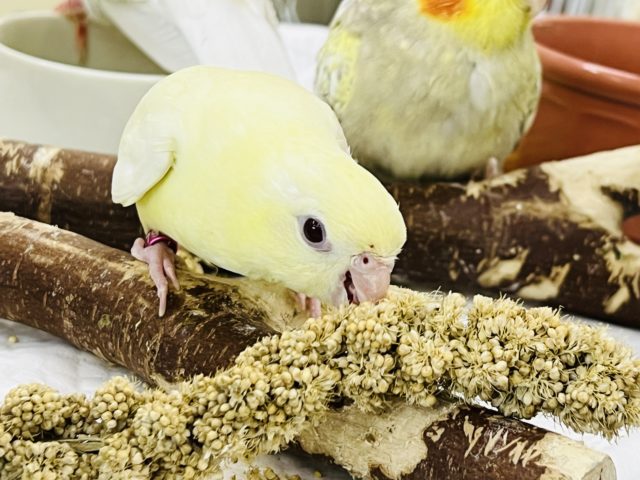 最新画像更新☆レアカラーだよ!クリームイノのサザナミインコ☆ サザナミインコ