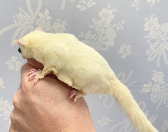 フクロモモンガ