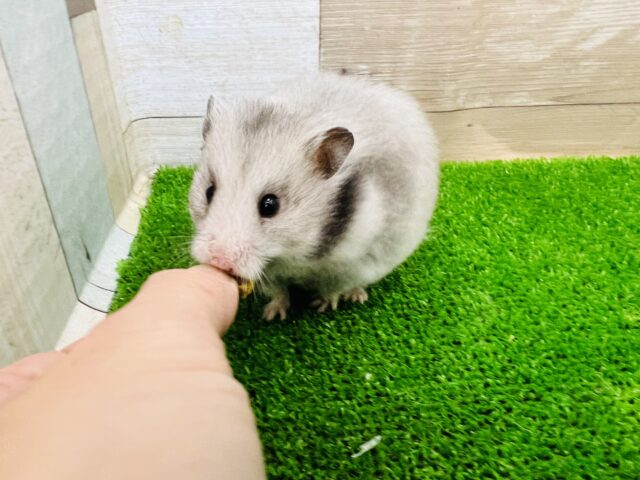 ゴールデンハムスター