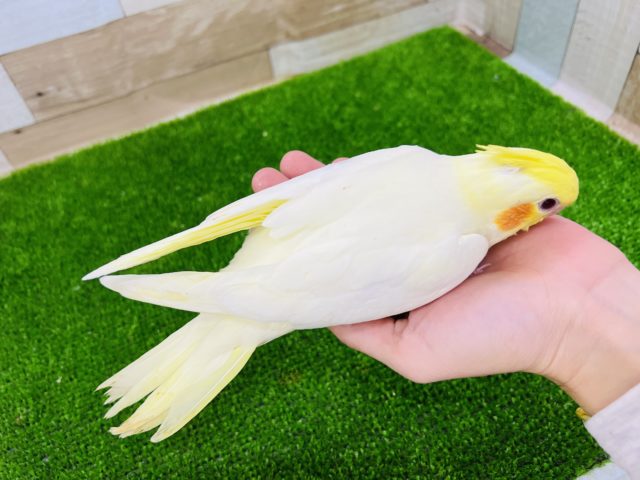 オカメインコ