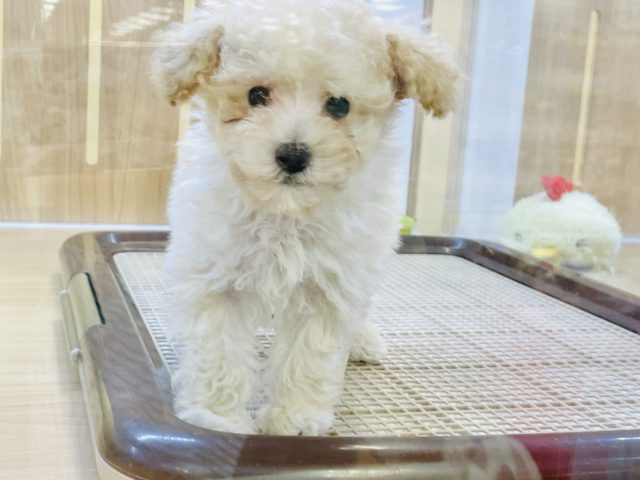 トイプードル