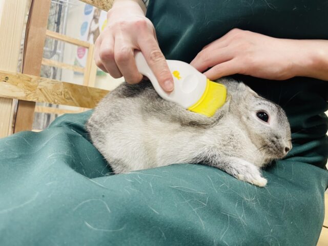 ネザーランドドワーフ