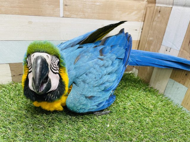 ルリコンゴウインコ