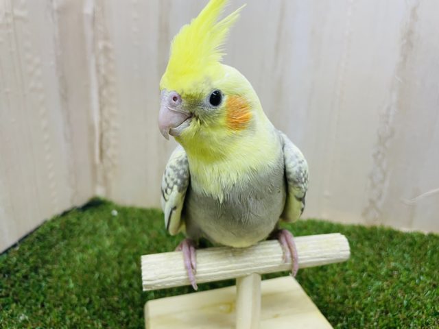 オカメインコ