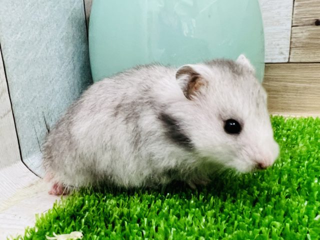 ゴールデンハムスター