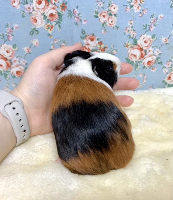 イングリッシュモルモット