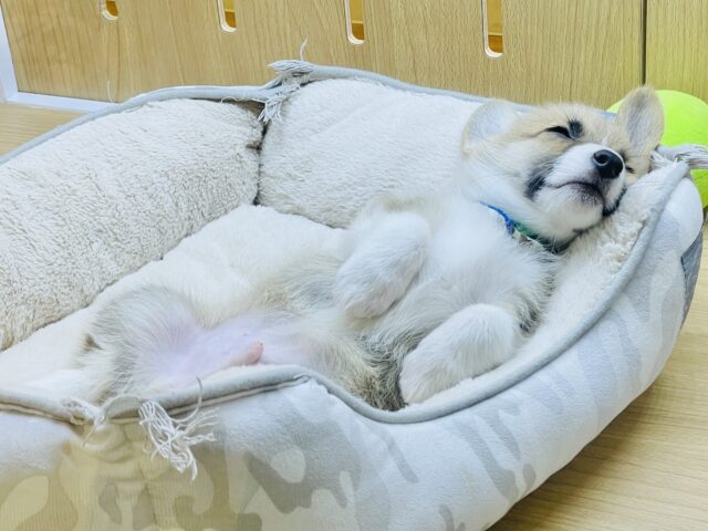 ウェルシュコーギー・ペンブローグ