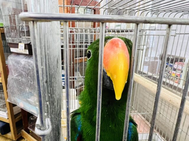 オオハナインコ