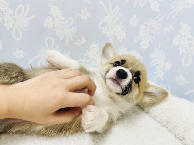 ウェルシュコーギー・ペンブローグ