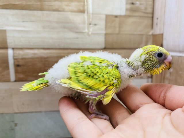セキセイインコ