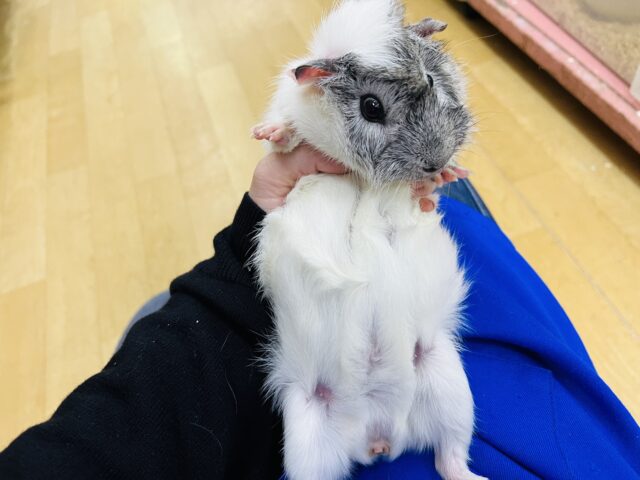 アビシニアンモルモット