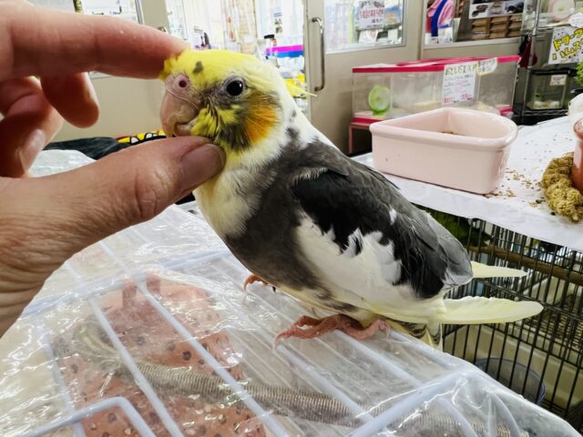 オカメインコ