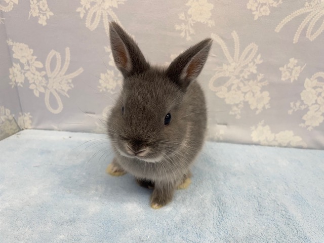 ネザーランドドワーフ