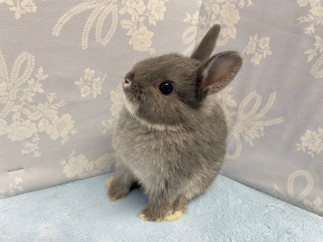 ネザーランドドワーフ