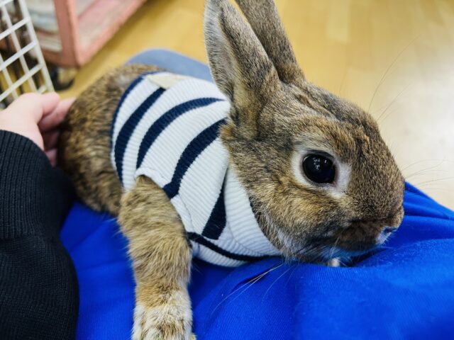 ネザーランドドワーフ