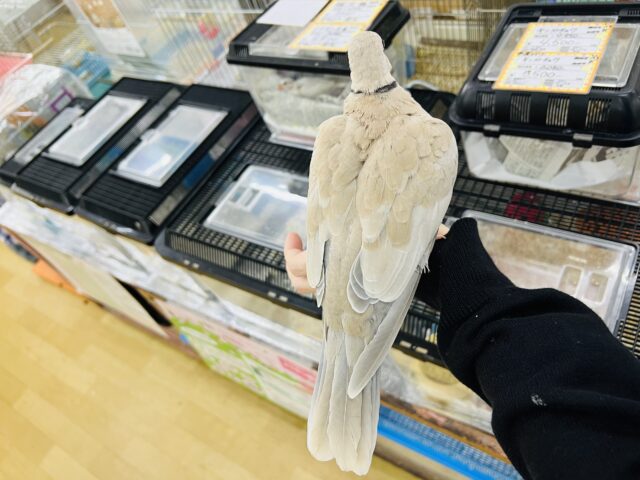 ジュズカケバト