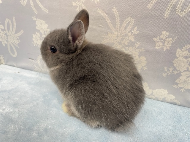 ネザーランドドワーフ