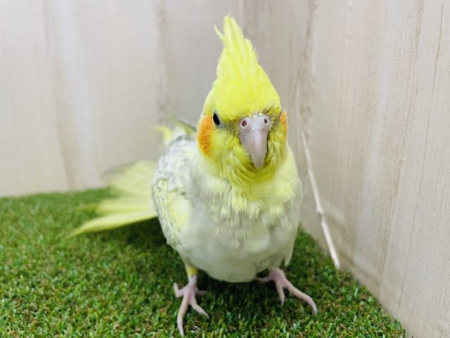オカメインコ