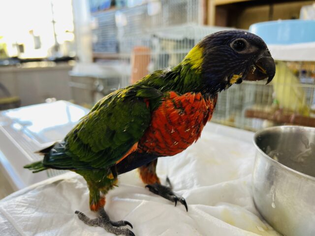 ゴシキセイガイインコ