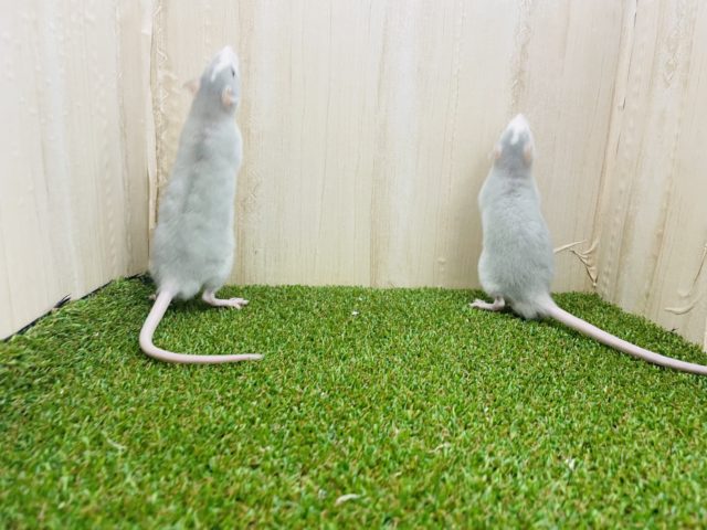 ファンシーラット