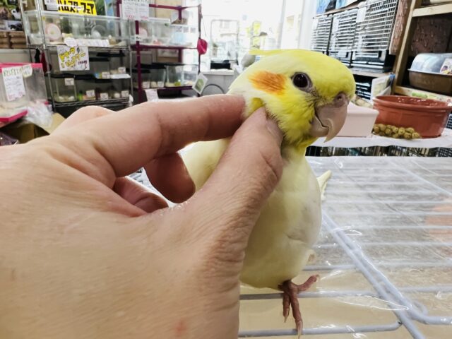 オカメインコ