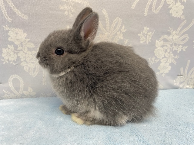 ネザーランドドワーフ