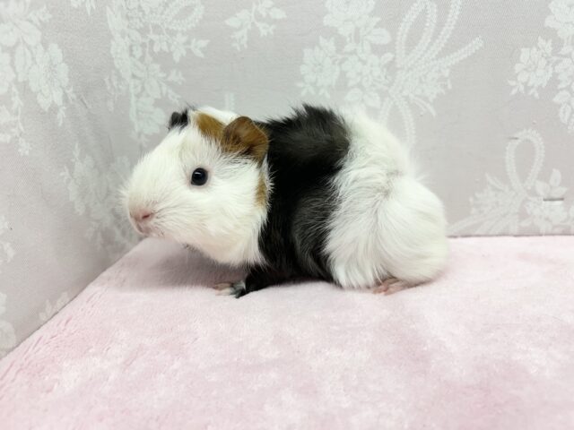 アビシニアンモルモット