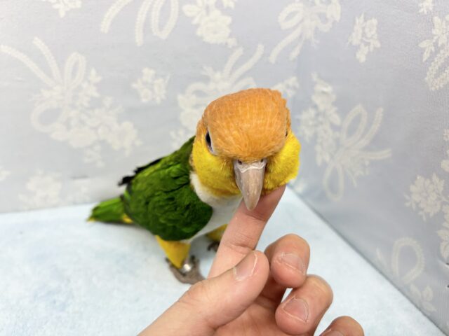 シロハラインコ